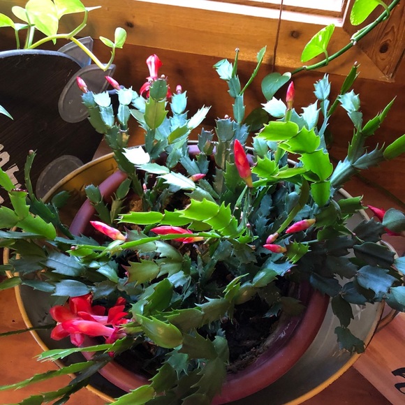 Meet your Posher, Staci burris - Picture 1 of 1